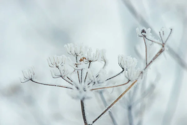 关闭干枯的野花 挂满白霜的干枯花朵 — 图库照片