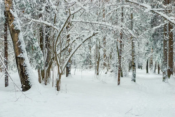 Landscape Beautiful Winter Mixed Forest Covered White Snow — Stock Photo, Image