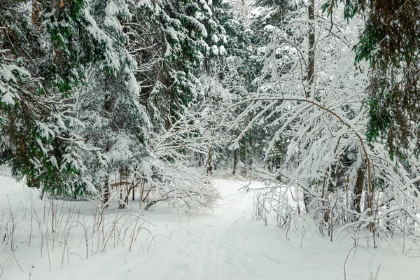 Manzara Güzel Kış Karışık Orman Beyaz Karla Kaplı — Stok fotoğraf