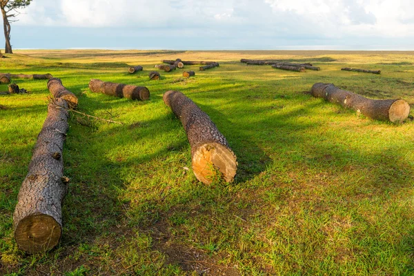 Bunch Logs Grassy Meadow Forest — Stock Photo, Image