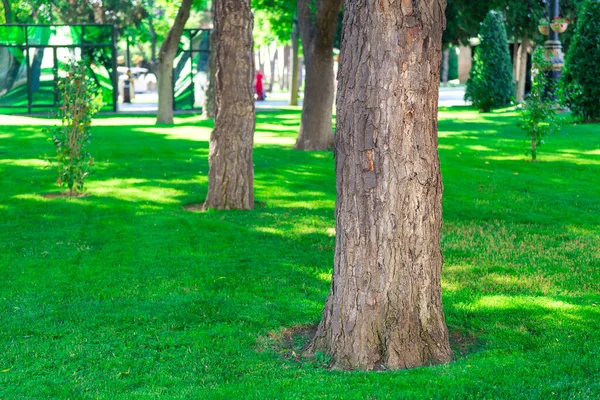 Gladde Groene Gemanicuurde Gazon Met Grote Bomen Het Park — Stockfoto