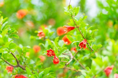 Meyve ağaçları, kırmızı çiçekli nar ağaçları.
