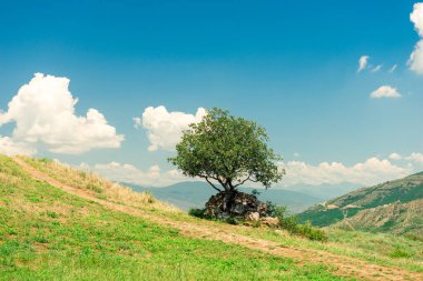 Doğal yaz manzarası, yeşil ağaçlı dağ vadisi.
