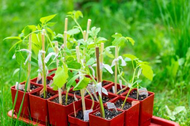Serada kutu içinde domates fideleri. Genç domates bitkileri. Sebze bahçesi. 