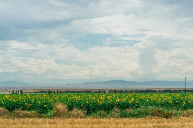 Mavi gökyüzünün altındaki dağların yakınındaki ayçiçeği tarlası
