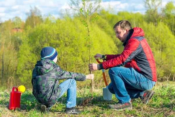 Père Fils Écolier Printemps Plantent Une Pousse Arbre Dans Parc — Photo