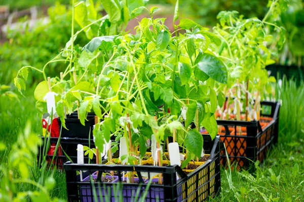 Plántulas Tomate Caja Negra Invernadero Plantas Tomate Jóvenes Jardín Verduras — Foto de Stock