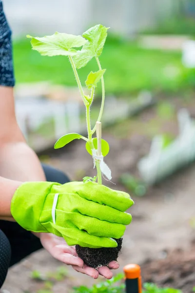 Agricultor Plantando Una Plántula Pepino Huerto — Foto de Stock