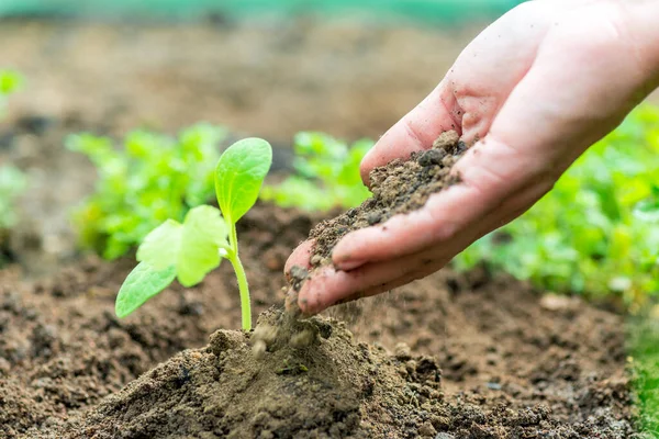 Agricultor Plantando Una Plántula Pepino Huerto — Foto de Stock