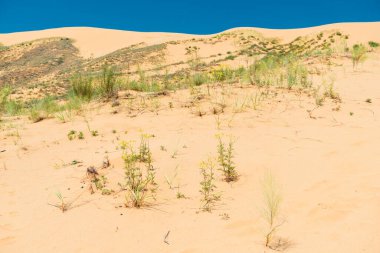 Dağıstan, Rusya 'da kum tepeciği Sarikum