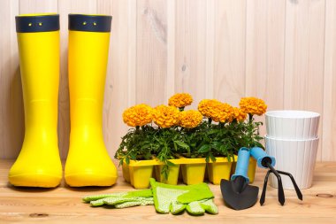 Bahçe işleri, lastik botlar ve fidanlar, bahar konsepti - mevsimlik bahçe işleri.