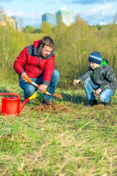 Pai Filho Estudante Primavera Planta Uma Árvore Atirar Parque Conceito — Fotografia de Stock