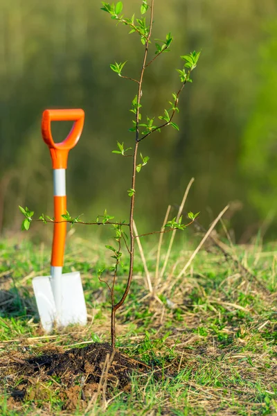 Schaufel Und Baumpflanzung Frühjahrspflanzung Parkkonzept Ökologie Baumpflanzung — Stockfoto