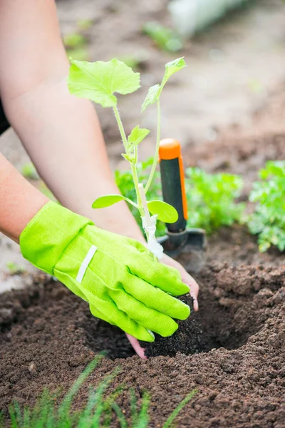 Agricultor Plantando Una Plántula Pepino Huerto — Foto de Stock