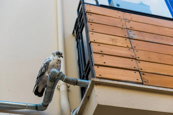 Güvercinler Duvardaki Oluğa Oturur — Stok fotoğraf