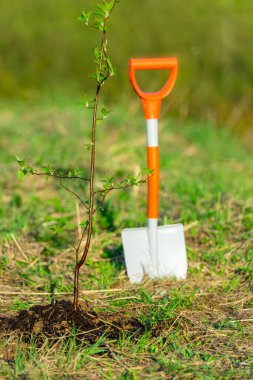 Kürek ve ağaç filizi bahar ekimi park konsepti ekolojisi, ağaç dikimi 