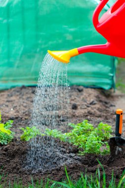 Sulama kabından su filizleri.