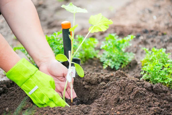 Boer Het Planten Van Een Komkommer Zaailing Moestuin — Stockfoto