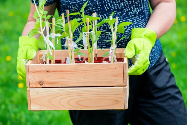 Scatola Con Piccoli Germogli Pepe Pronti Semina Nelle Mani Una — Foto Stock