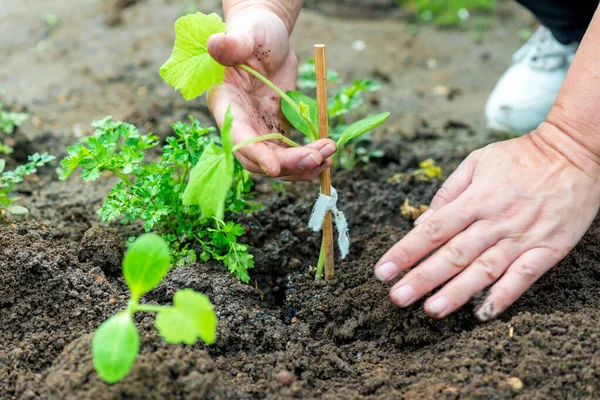 Landwirt Pflanzt Gurkensetzling Gemüsegarten — Stockfoto