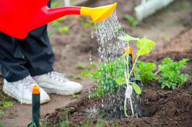 Sulama kabından su filizleri.
