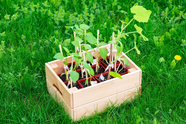 Plántulas Pimienta Caja Invernadero Plantas Jóvenes Pimienta Jardín Verduras — Foto de Stock