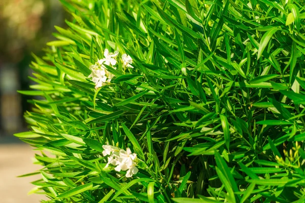 Närbild Blommande Oleanderbuske Med Vita Blommor — Stockfoto