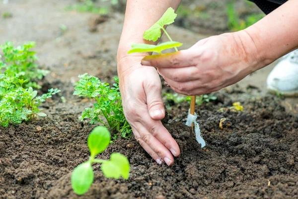 Boer Het Planten Van Een Komkommer Zaailing Moestuin — Stockfoto