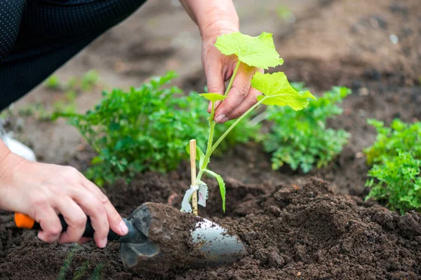 Landwirt Pflanzt Gurkensetzling Gemüsegarten — Stockfoto