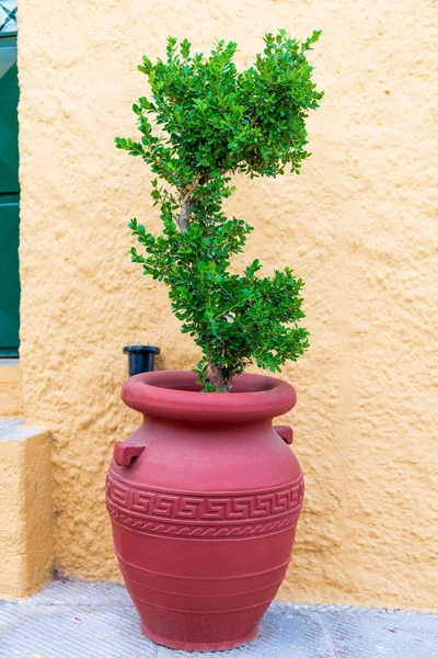 Tree Vintage Red Flowerpot Greece — Stock Photo, Image