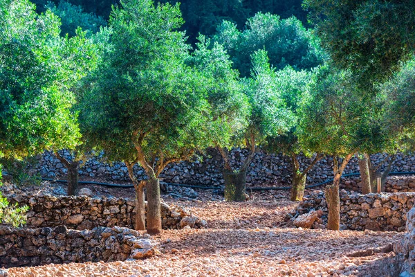 Young Olive Grove Greece — Stock Photo, Image