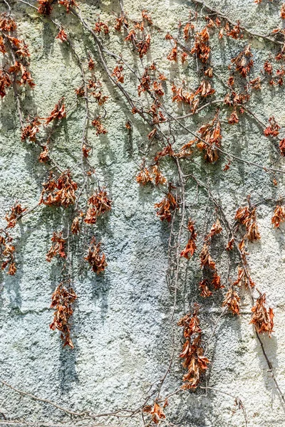 上面覆盖着野生藤蔓冬季干枯的自然花纹 — 图库照片