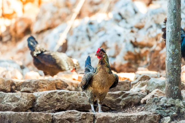 Beautiful Purebred Chicken Zoo — Stock Photo, Image