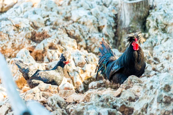 Beautiful Purebred Rooster Zoo — Stock Photo, Image