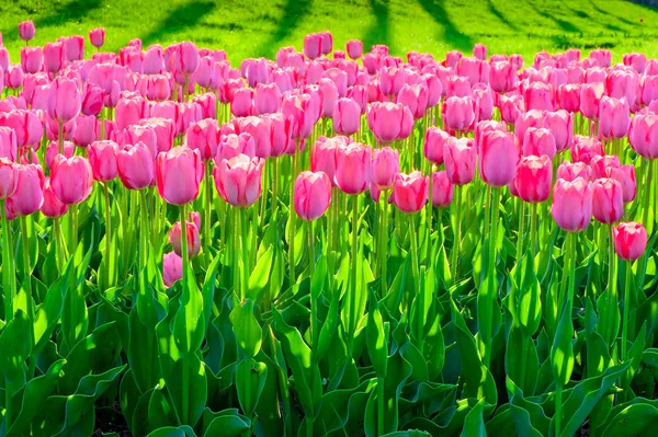 Hermosos tulipanes rosados en el jardín — Foto de Stock