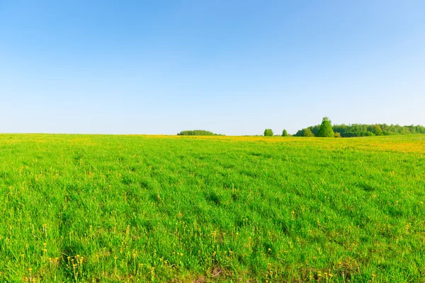 Campo sconfinato di giorno eccellente di primavera — Foto Stock