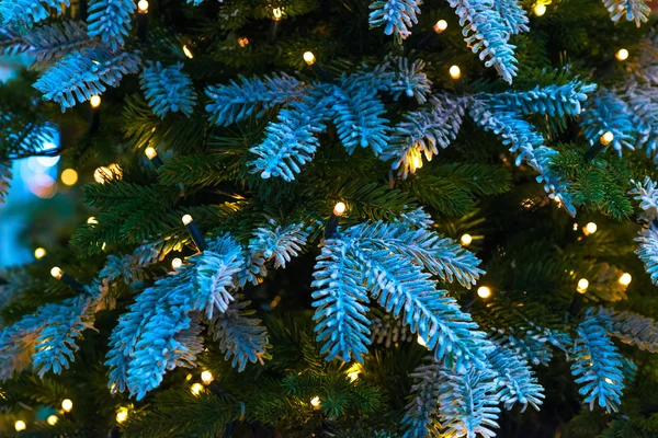 Snow-covered branches of Christmas trees close up — Stock Photo, Image