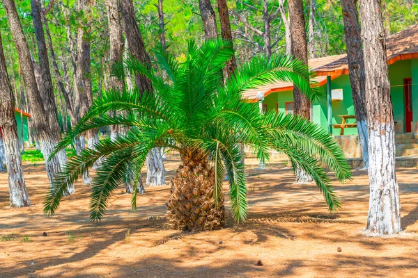 Small palm in the area of the stationary camping — Stock Photo, Image