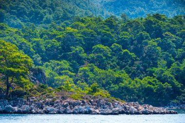 bir kayalık sahil üzerinde yoğun iğne yapraklı orman