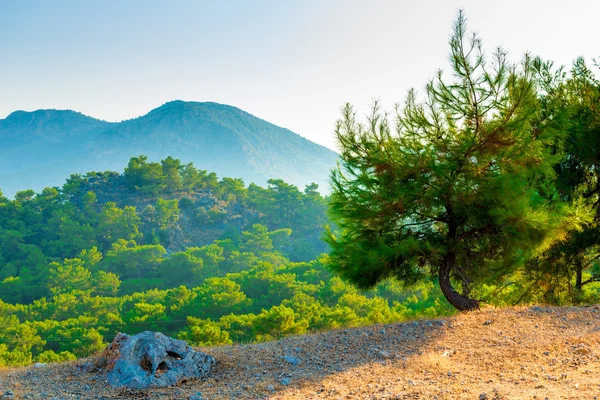 Beautiful scenic mountains covered with pine forest — 图库照片