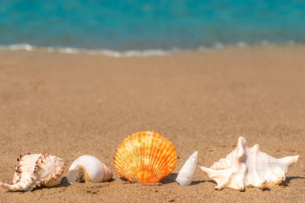 Beautiful seashells on the sand lined up macro shot — Stock Photo, Image