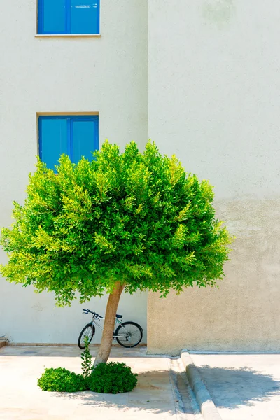 Одинокое дерево на заднем плане на стене — стоковое фото