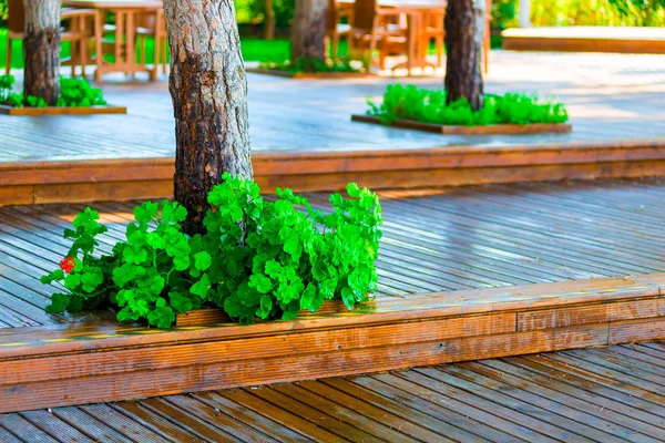 Holzböden im Park und gepflegte Bäume — Stockfoto