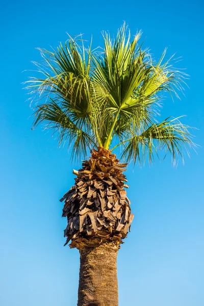 Palmeras altas contra el cielo azul —  Fotos de Stock