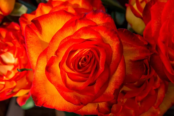 Belo buquê de rosas laranja close-up tiro — Fotografia de Stock