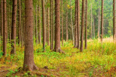 iğne yapraklı FA boyunda çam dışarı yapışmasını dalları çizgili