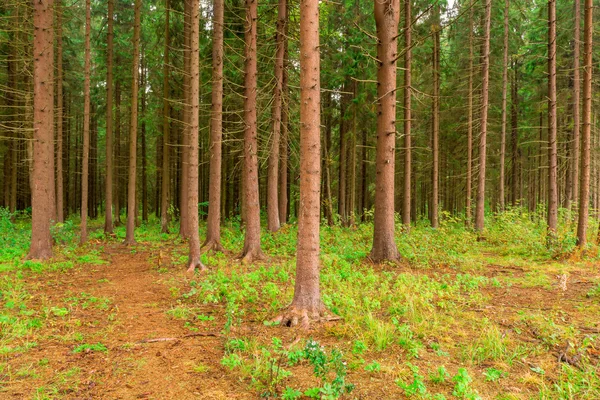 Gęsty las iglasty sfotografowany w letni dzień — Zdjęcie stockowe