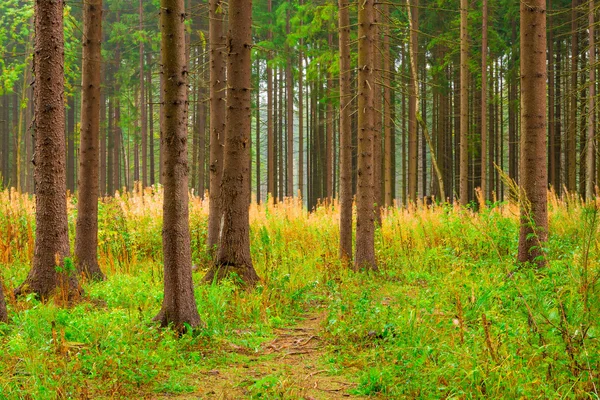 Wysoki pni drzew iglastych i roślinność leśna — Zdjęcie stockowe