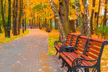 boş banklar ile güzel sonbahar park