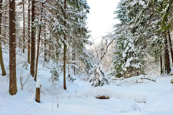雪に覆われた冬の森の通行場所 — ストック写真
